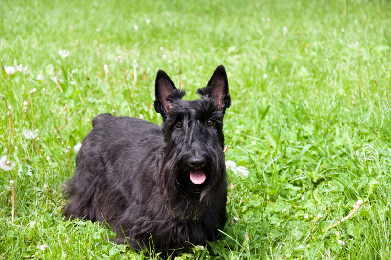 Vellore Woods Veterinary Clinic - Veterinarian in Vaughan, ON - Pet Dental Centre Vellore Woods Veterinary Clinic - Veterinarian in Vaughan, ON - Pet Dental Centre