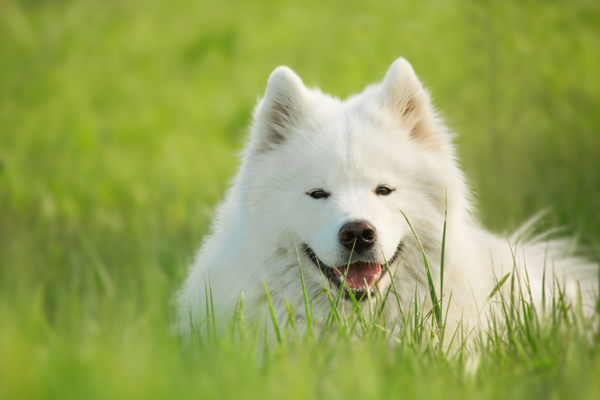 Vellore Woods Veterinary Clinic - Veterinarian in Vaughan, ON - Pet Dental Centre