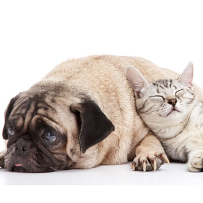 pug dog and cat sleeping