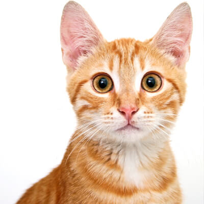 Vellore Woods Veterinary Clinic - Veterinarian in Vaughan, ON - Pet Dental Centre Vellore Woods Veterinary Clinic - Veterinarian in Vaughan, ON - Pet Dental Centre