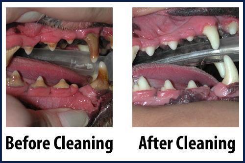Vellore Woods Veterinary Clinic, Vaughan, ON, Animal Hospital Vellore Woods Veterinary Clinic - Veterinarian in Vaughan, ON - Pet Dental Centre